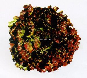 供应红珊瑚—生菜种子