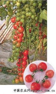 供应高红小番茄—番茄种子