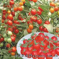 供应映红4号小番茄—番茄种子