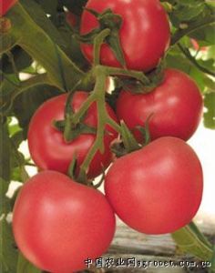 供应威敌4号番茄—番茄种子