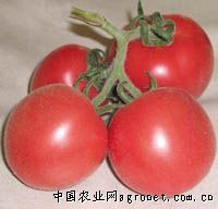 供应天篷Ⅲ番茄—番茄种子