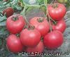 供应北农铁粉番茄—番茄种子