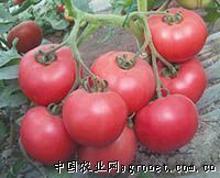 供应北农铁粉番茄—番茄种子