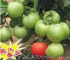 供应金鼎1号番茄—番茄种子