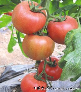供应Cook库克—番茄种子