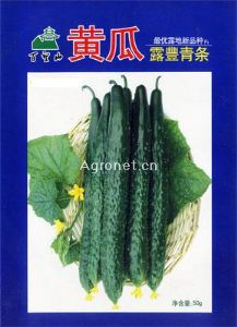 露丰青条黄瓜（最优露地新品种F1）—黄瓜种子