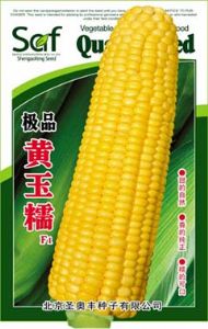 供应极品黄玉糯F1—菜用玉米种子