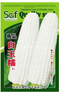 供应极品白玉糯 F1—糯玉米种子
