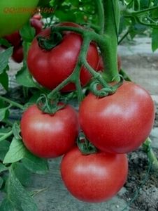 供应进口番茄种子