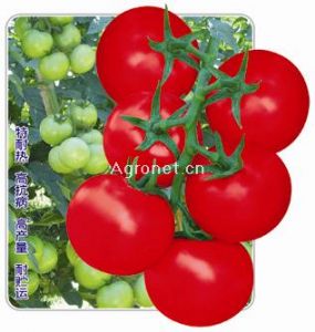 供应福瑞特番茄——番茄种子