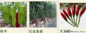供应日本美香—辣椒种子