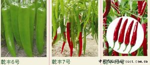 供应乾丰10号—甜椒种子