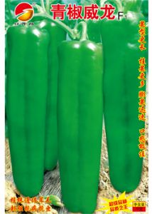 供应青椒威龙—辣椒种子