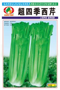 供应超四季西芹—芹菜种子