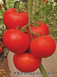 供应威霸3号番茄—番茄种子