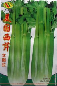 供应美国西芹文图拉—芹菜种子