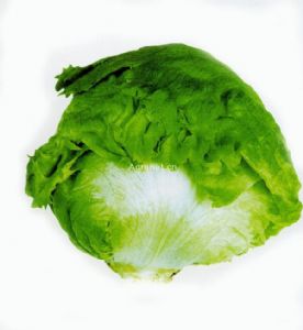 供应绿晶—生菜种子