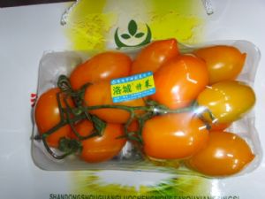 供应黄曼罗—番茄