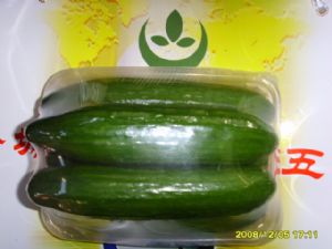 供应无刺水果黄瓜—优质蔬菜