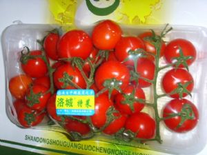供应串柿子—番茄