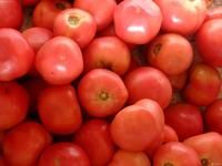供应粉红皮西红柿