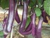 供应紫帅—茄子种子