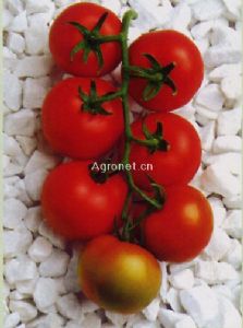 供应金佳丽F1—番茄种子