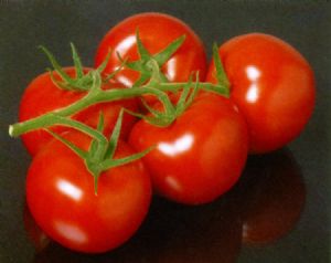 供应富士F1--番茄种子