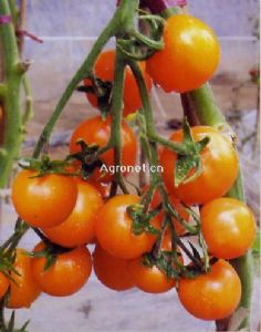 供应营养果F1--番茄种子