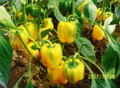 供应迪斯科—甜椒种子