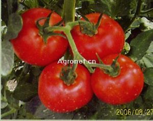 供应印第安F1-番茄种子