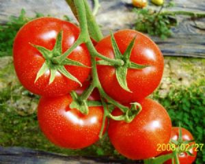 供应改良印第安--番茄种子