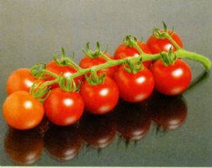 供应WS4039F1—番茄种子