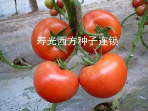 供应佳丽14号F1—番茄种子