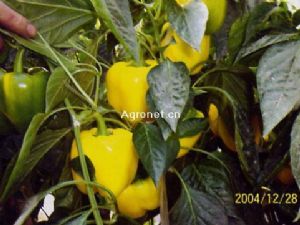 供应瓦尔特(黄塔)F1--甜椒种子