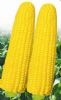 供应京早金糯—玉米种子