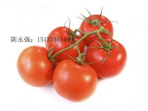 供应大量6月西红柿