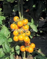 供应金甜15-番茄种子