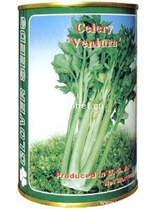 供应美国文图拉—芹菜种子