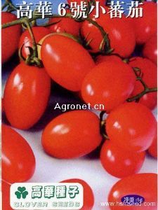 供应高华6号小番茄—番茄种子