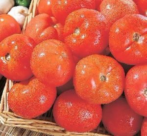 供应费县番茄西红柿