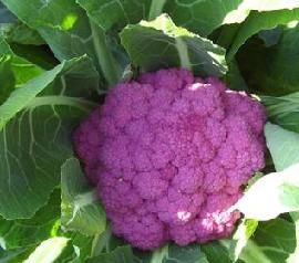 供应紫色花菜种子