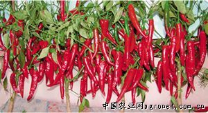 供应红圣202（改良种）干椒—辣椒种子