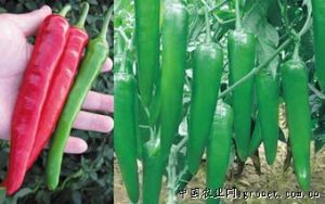 供应超级绿箭辣椒—辣椒种子