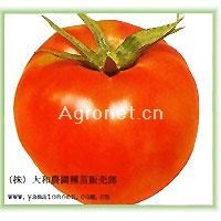 供应大型福寿—番茄种子