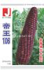 供应帝王106紫糯玉米—菜用玉米种子