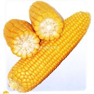 供应普朗金皇二号—菜用玉米种子