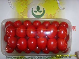 供应千禧番茄—樱桃番茄
