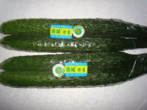 供应大黄瓜—优质蔬菜