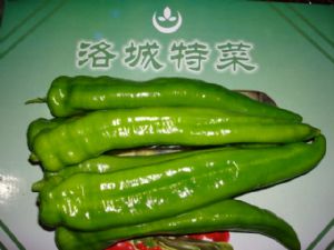 供应尖椒—优质蔬菜